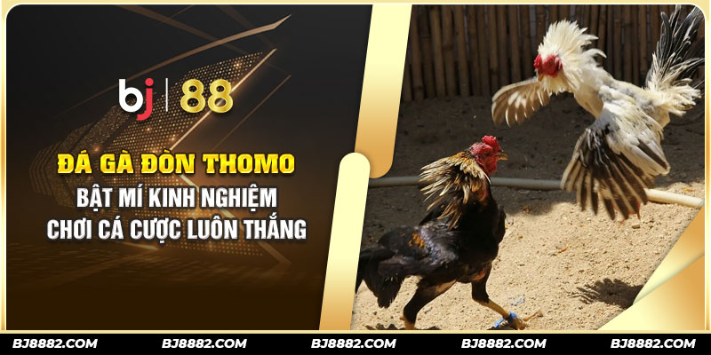 đá gà đòn thomo bj88